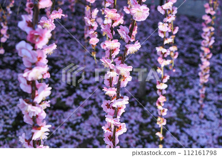 盛開的梅花梅花鈴鹿沒有森林花園 盛開的梅花梅花鈴鹿沒有森林花園 112161798