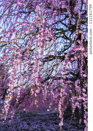 盛開的梅花梅花鈴鹿沒有森林花園 盛開的梅花梅花鈴鹿沒有森林花園 112161799