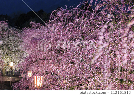 Plum blossoms in full bloom Plum Suzuka no Mori Garden Plum blossoms in full bloom Plum Suzuka no Mori Garden 112161813