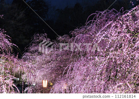 Plum blossoms in full bloom Plum Suzuka no Mori Garden Plum blossoms in full bloom Plum Suzuka no Mori Garden 112161814
