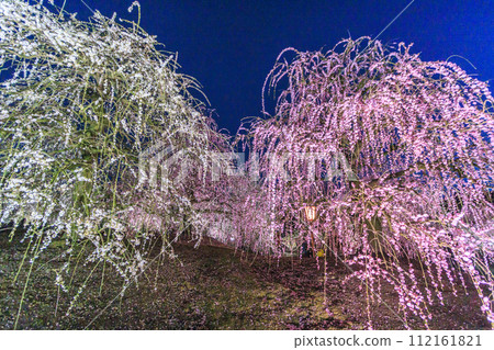 Plum blossoms in full bloom Plum Suzuka no Mori Garden Plum blossoms in full bloom Plum Suzuka no Mori Garden 112161821