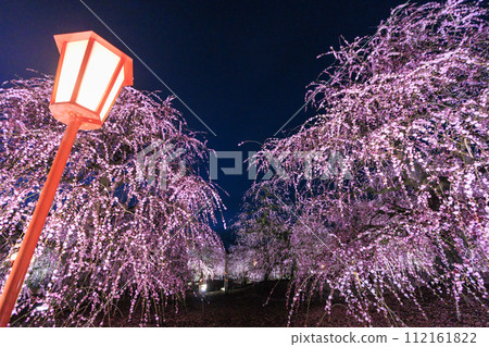 Plum blossoms in full bloom Plum Suzuka no Mori Garden 112161822