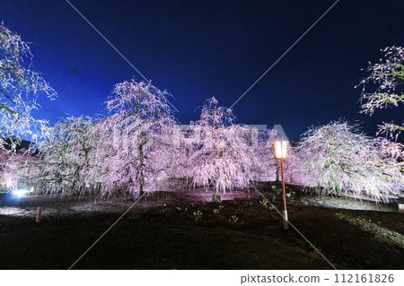 盛開的梅花梅花鈴鹿沒有森林花園 盛開的梅花梅花鈴鹿沒有森林花園 112161826
