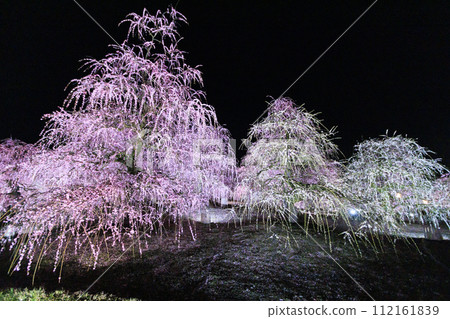 盛開的梅花梅花鈴鹿沒有森林花園 盛開的梅花梅花鈴鹿沒有森林花園 112161839
