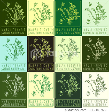 Set of vector drawing MARSH CUDWEED in various colors. Hand drawn illustration. The Latin name is GNAPHALIUM ULIGINOSUM L. 112161922