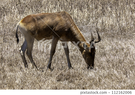 Tanzania, Ngorongoro, Coke s hartebeest or Kongoni 112162006
