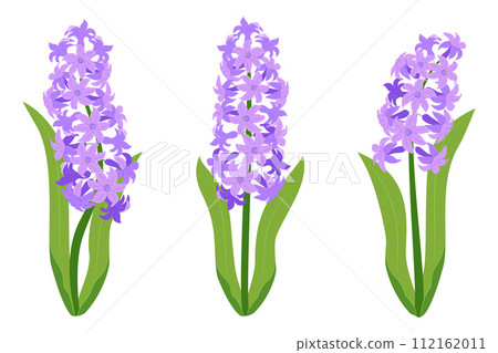 Hyacinth flowers set. Purple hyacinth flowers isolated on a white background. 112162011