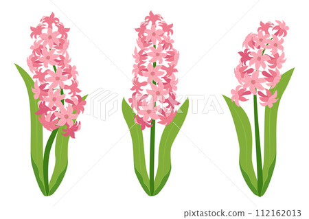 Hyacinth flowers set. Pink hyacinth flowers isolated on a white background. Hyacinth flowers set. Pink hyacinth flowers isolated on a white background. 112162013