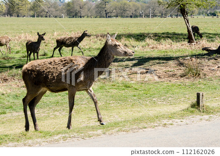 在倫敦郊區的里士滿公園,一群鹿穿過一個大公園裡的馬路,周圍環繞著開始長出新芽的大樹。 在倫敦郊區的里士滿公園,一群鹿穿過一個大公園裡的馬路,周圍環繞著開始長出新芽的大樹。 112162026