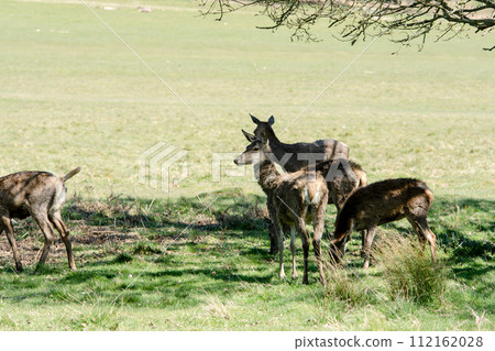 在倫敦郊區的里士滿公園，一頭鹿站在寬闊的草坪上，周圍環繞著樹枝和大樹，這些樹開始長出新芽。 112162028