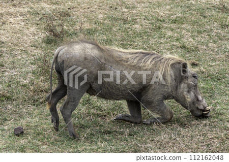 Tanzania, Ngorongoro, warthog crouching in the grass to feed 112162048