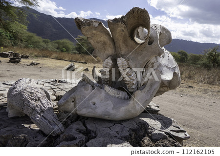 Tanzania, Ngorongoro, elephant skull along the road 112162105
