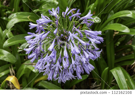 Tanzania, Ngorongoro, Flower, African Agapanthus 112162108