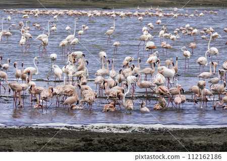 Tanzania, Ngorongoro, pink flamingos in a Ngorongoro lake 112162186