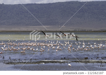 Tanzania, Ngorongoro, pink flamingos in a Ngorongoro lake 112162187