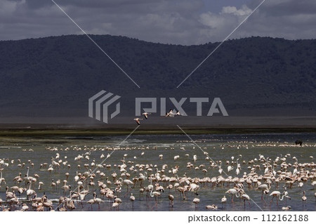 Tanzania, Ngorongoro, pink flamingos in a Ngorongoro lake Tanzania, Ngorongoro, pink flamingos in a Ngorongoro lake 112162188