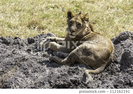 Tanzania, Ngorongoro, lion lying in the crater Tanzania, Ngorongoro, lion lying in the crater 112162191