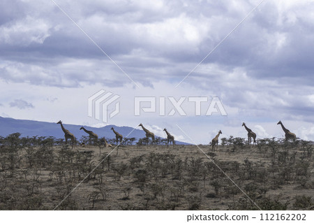 Tanzania, Ngorongoro, Group of giraffes walking in the crater 112162202