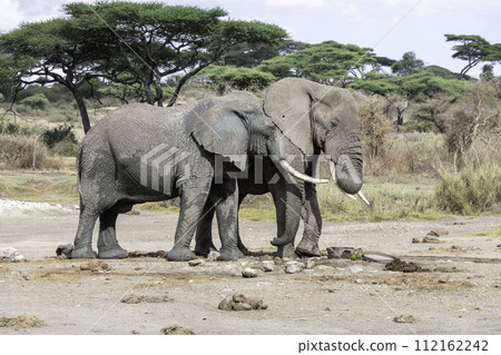 Tanzania, Serengeti, two elephants in the plain 112162242
