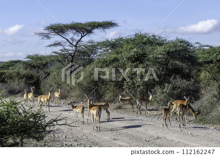 Tanzania, Serengeti, impalas walking on a road in the national park Tanzania, Serengeti, impalas walking on a road in the national park 112162247