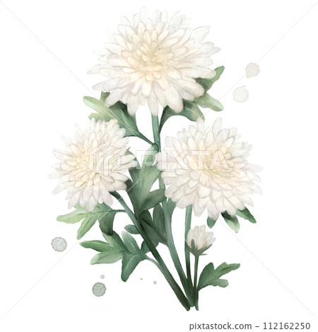 Chrysanthemum Flower Watercolor Isolated 112162250
