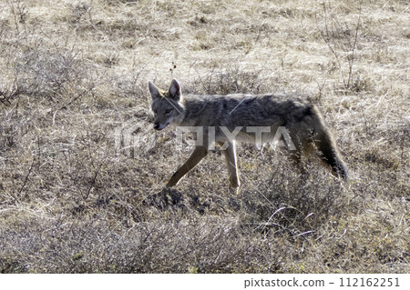Tanzania, Serengeti, jackal walking in the plain Tanzania, Serengeti, jackal walking in the plain 112162251