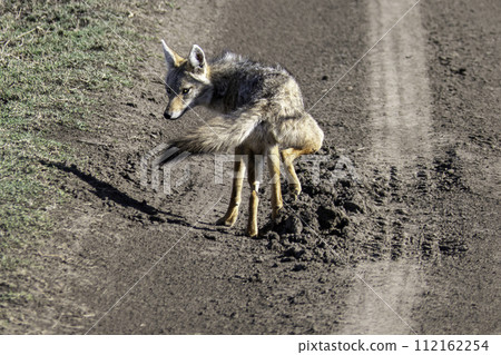 Tanzania, Serengeti, jackal walking in the road 112162254