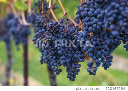 A blue grape hanging in a vineyard. 112162264