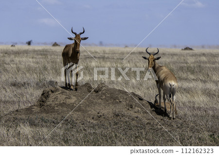 Tanzania, Serengeti, two Coke's hartebeest or Kongoni 112162323
