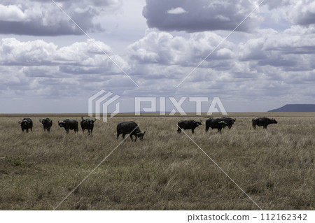 Tanzania, Serengeti, Buffaloes in the plain of the National Park 112162342