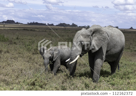 Tanzania, Serengeti, Female elephant and her baby in the national park Tanzania, Serengeti, Female elephant and her baby in the national park 112162372