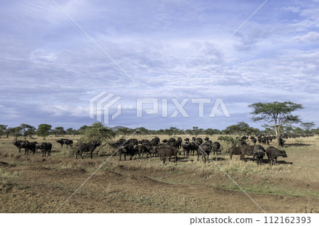 Tanzania, Serengeti, Buffaloes in the plain of the National Park 112162393