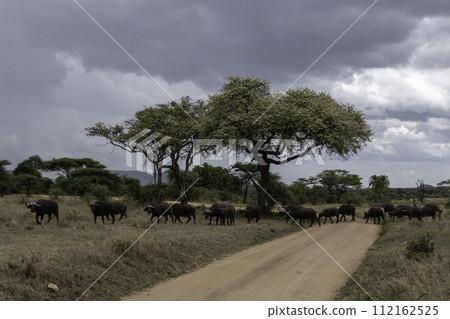 Tanzania, Serengeti, herd of buffalo crossing the road 112162525