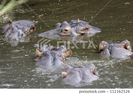 Tanzania, Serengeti, five hippopotamus heads in the water Tanzania, Serengeti, five hippopotamus heads in the water 112162526