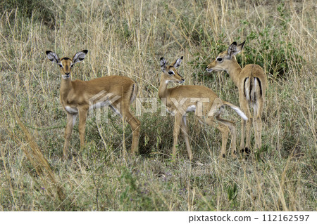 Tanzania, Serengeti, Impalas walking in the national park 112162597