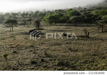 Tanzania, Serengeti, Buffaloes in the plain of the National Park Tanzania, Serengeti, Buffaloes in the plain of the National Park 112162600