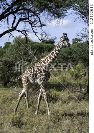 Tanzania, Serengeti, Giraffe walking in the national park 112162618
