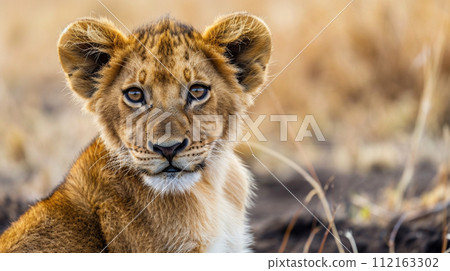 Young lion in Ngorogoro Crater, Tanzania 112163302