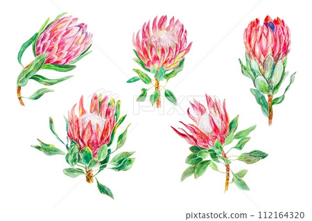 Protea watercolor set. Hand drawn illustration of flowers isolated on white background. Wedding invitations, cards, covers, wrapping paper, labels. Protea watercolor set. Hand drawn illustration of flowers isolated on white background. Wedding invitations, cards, covers, wrapping paper, labels. 112164320