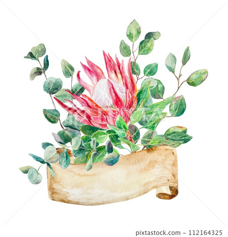 Protea watercolor. Hand drawn bouquet of pink flower, eucalyptus, banner for text, isolated on white background. Cards, packaging, covers, invitations Protea watercolor. Hand drawn bouquet of pink flower, eucalyptus, banner for text, isolated on white background. Cards, packaging, covers, invitations 112164325