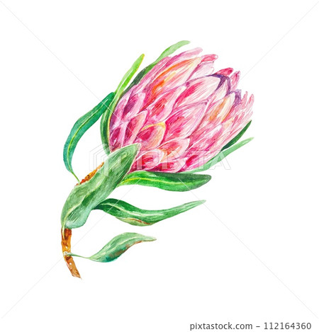 Protea watercolor, bud with green leaves. Hand drawn illustration of a pink flower isolated on a white background. Cards, invitations, labels, covers. 112164360