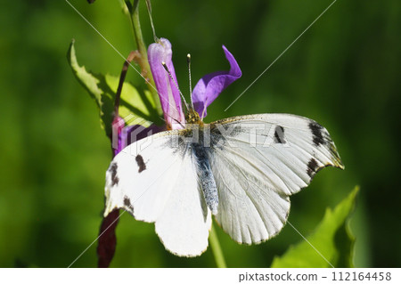 柿蝴蝶（女）棲息在紫色的花 112164458