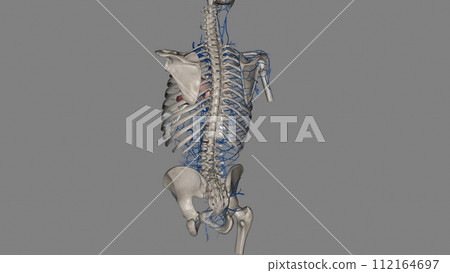 Trunk veins are those that are located in the trunk of the body, or that stem from this area and run into the arms Trunk veins are those that are located in the trunk of the body, or that stem from this area and run into the arms 112164697