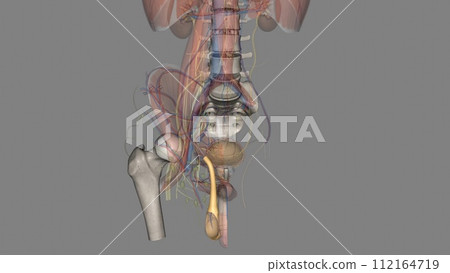 The external spermatic fascia (Intercrural Fascia ; intercolumnar fascia) is a thin membrane The external spermatic fascia (Intercrural Fascia ; intercolumnar fascia) is a thin membrane 112164719