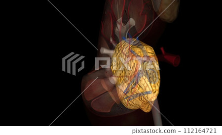 Fat renal sinus Adeps Sinus Renalis Fat renal sinus Adeps Sinus Renalis 112164721