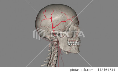 The superficial temporal artery is a terminal branch of your external carotid artery, which is in your neck The superficial temporal artery is a terminal branch of your external carotid artery, which is in your neck 112164734