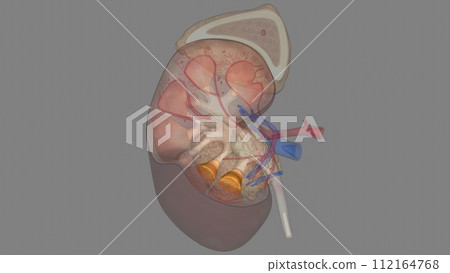 Renal pyramid, any of the triangular sections of tissue that constitute the medulla, or inner substance, of the kidney. Renal pyramid, any of the triangular sections of tissue that constitute the medulla, or inner substance, of the kidney. 112164768