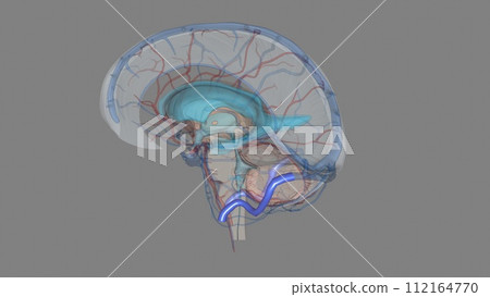 The sigmoid sinus is a paired intracranial venous channel The sigmoid sinus is a paired intracranial venous channel 112164770
