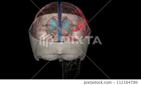 The middle cerebral artery (MCA) is a critical artery which has an extensive clinical significance The middle cerebral artery (MCA) is a critical artery which has an extensive clinical significance 112164780