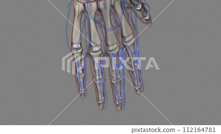 The common digital arteries are small vessels that come from the palmar arches and supply blood to the fingers The common digital arteries are small vessels that come from the palmar arches and supply blood to the fingers 112164781